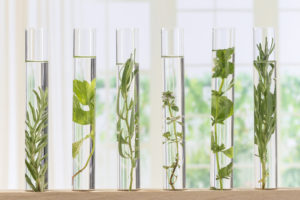 Flowers and plants in test tubes