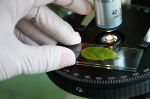 scientist observed green leaf in laboratory glass